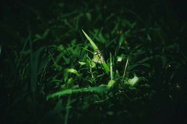 Borboleta Grama Verde Com Luz Suave — Fotografia de Stock