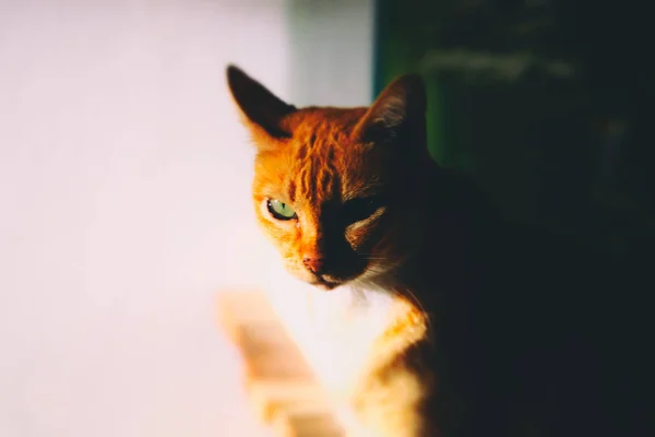 Gato Rojo Mirando Hacia Otro Lado Cerca Disparo —  Fotos de Stock