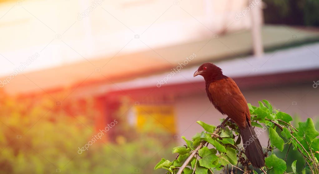 greater coucal on branch with soft warm light