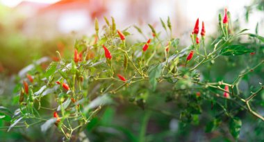 Küçük biber ile Paprika-Chilli çalı, yakın çekim