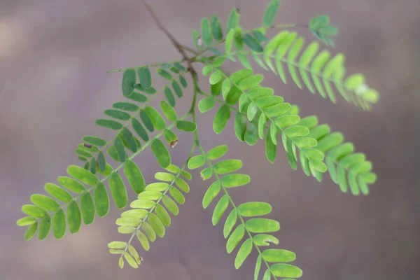 Foglie Pianta Uva Spina Primo Piano Colpo — Foto Stock