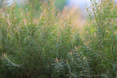 Küçük bir dekoratif çalı seçici odak arka plan yakın çekim