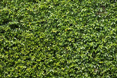 Birçok küçük yeşil yaprakların arka plan görüntüsü