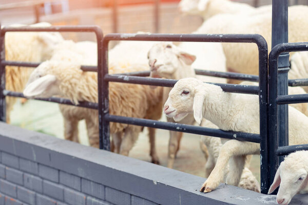 Утром у овец в заборе оранжевый свет.
.