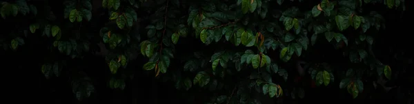 深绿色叶子的广角背景图像 — 图库照片