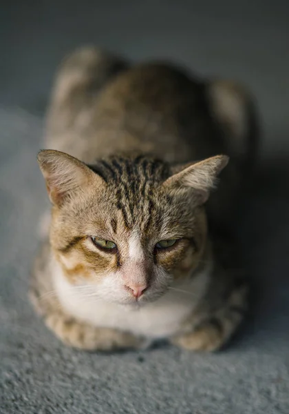 Selektivní Zaměření Krásné Pruhované Evropské Krátkosrsté Kočky — Stock fotografie