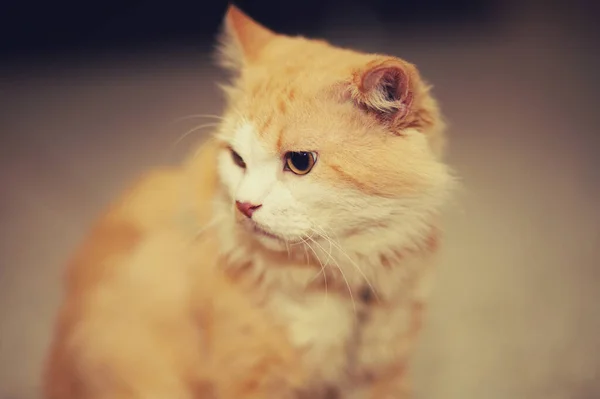 猫の顔をクローズアップ — ストック写真
