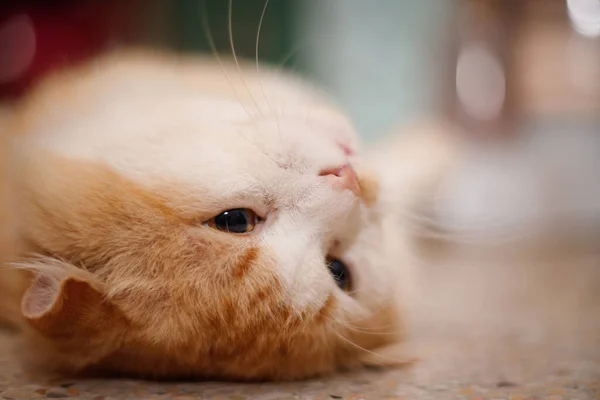 Head Shot Lovely Cat Laying Floor — Stock Photo, Image