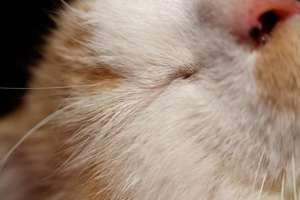 Das Makrofoto Zeigt Die Winzigen Haare Den Augen Der Katze — Stockfoto