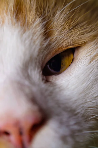 マクロ写真は猫の目の小さな毛を示しています — ストック写真