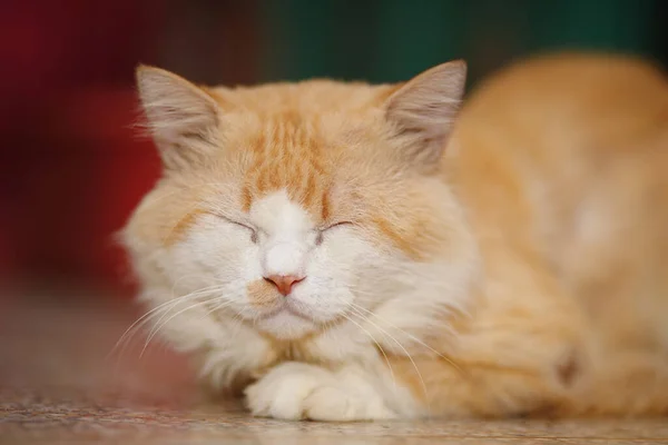 Precioso Gato Tendido Suelo —  Fotos de Stock