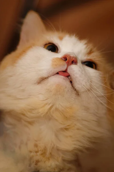 Dilini Dışarı Çıkaran Kedi — Stok fotoğraf