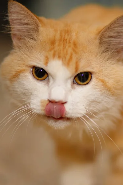 Cat Sticking Out Tongue — Stock Photo, Image