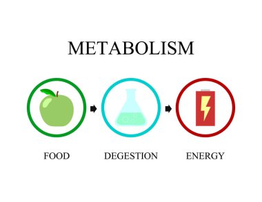 Metabolizma simgesi vektör tasarımı