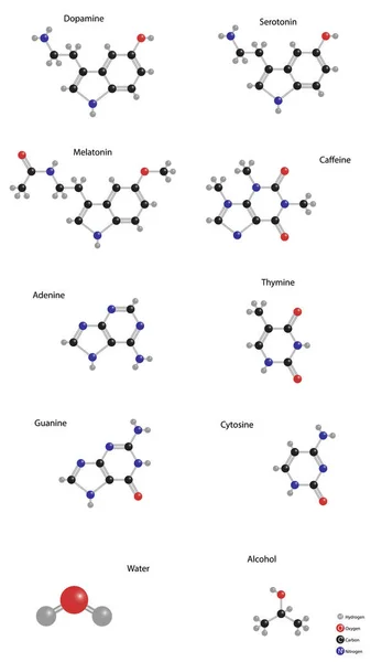 Moleküler yapı vektör seti. Dopamin, serotonin, melatonin, kafein, adenin, timin, guanin, sitozin, su, alkol