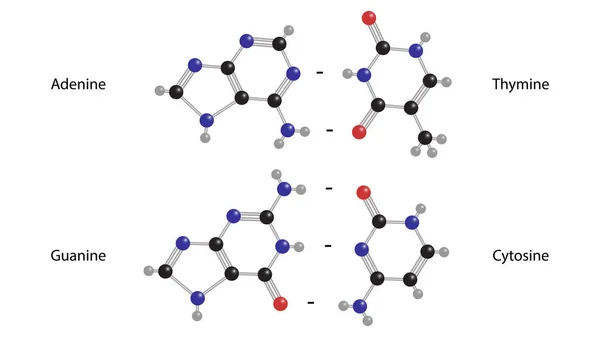 Adenin Guanine Thymine Cytosine Molekul Struktur Vektor - Stok Vektor
