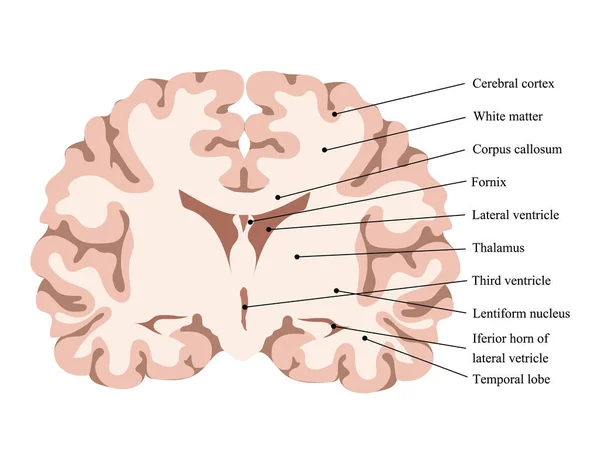 Neurovědecká Ukázka Vektorového Obrázku Schéma Lidské Mozkové Struktury Střih Mozku — Stockový vektor
