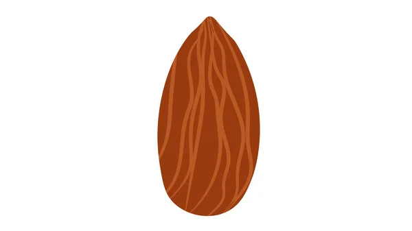 Almond Nut Isolated Vector Illustration — Stock Vector