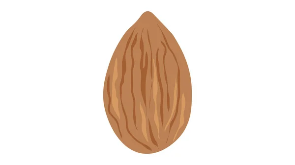 Ilustrasi Vektor Kacang Almond Terisolasi - Stok Vektor