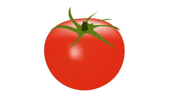 Moden Tomat Isoleret Hvid Vektor Illustration – Stock-vektor