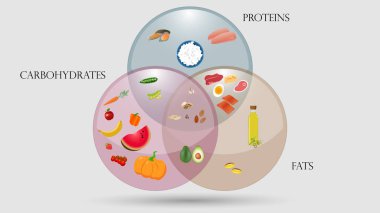Proteinler, yağlar ve karbonhidratlar şeması. Beslenme vektör illüstrasyon