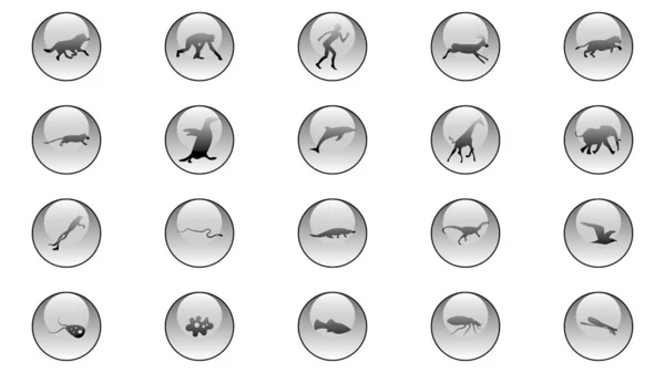 Sada Ikon Zvířecích Vektorů Kolekce Ikon Zvířat Obrázek Evoluce — Stockový vektor
