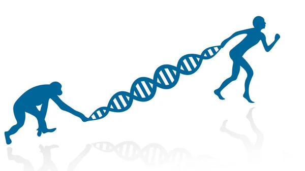 Ilustração Vetorial Evolução Genoma Humano Chimpanzé Idêntico —  Vetores de Stock