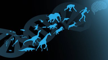 Evrim teorisi illüstrasyon vektör tasarımı. Türlerin evrimi. DNA - yaşamın molekülü