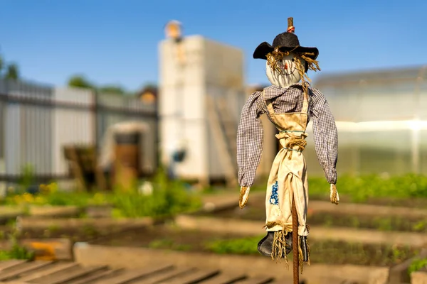 Cute Scarecrow in the garden close-up. — Stock Photo, Image