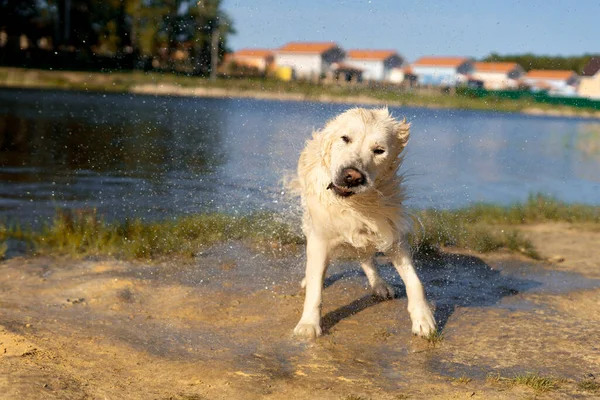 Golden Retriever hond schudt water af na een duik. Kopieerruimte. — Stockfoto