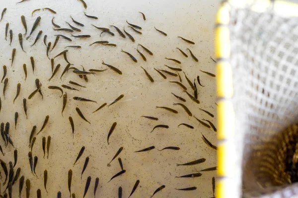 Fish fry and net in the cistern at the fish hatchery. Selective focus. — Stock Photo, Image