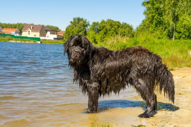  Sahilde büyük ıslak bir köpek..