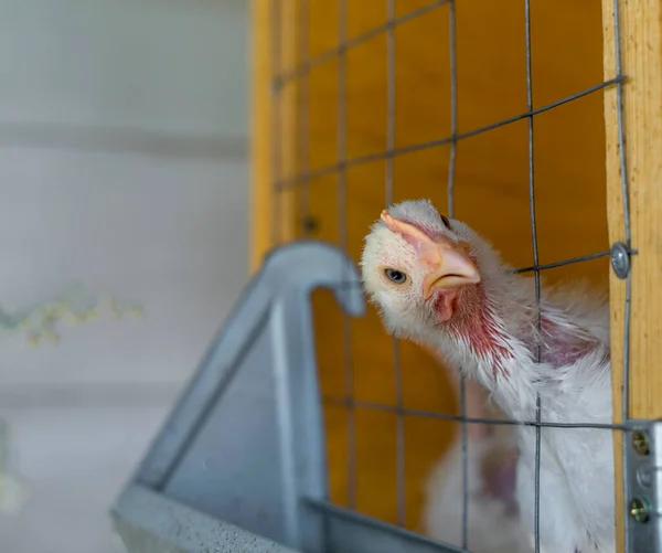 Izgara faiziyle kafesten dışarı bakıyor. Tavuğun komik bir fotoğrafı. Tavuk kafası yakın görünüm.