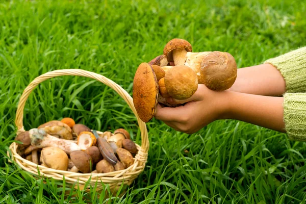 Hasır sepetteki mantarlar ve yeşil çimlerin üzerinde bir bıçak. Yeşil kazaklı bir kızın elleri bir avuç mantarı tutuyor. Orman hasat mevsimi. Ellerindeki mantarlara odaklan..