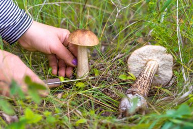 Ormanda mantar toplamak için kadınların elleri yakındır. Kahverengi şapka boletus. Manzarayı kapat. Sığ alan derinliği.