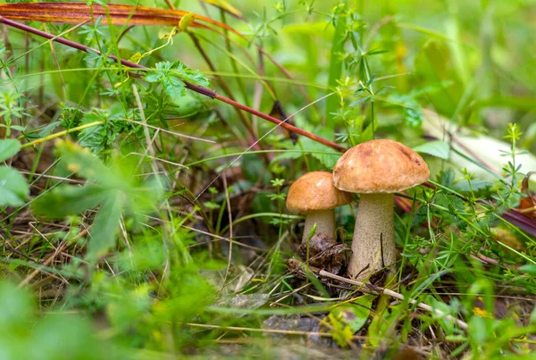 Mantar, Leccinum scabrum, yaygın olarak kaba saplı bolete, saber stalk, kahverengi kapsül boletus ve huş ağacı bolete olarak bilinir. Manzarayı kapat. Boşluğu kopyala.