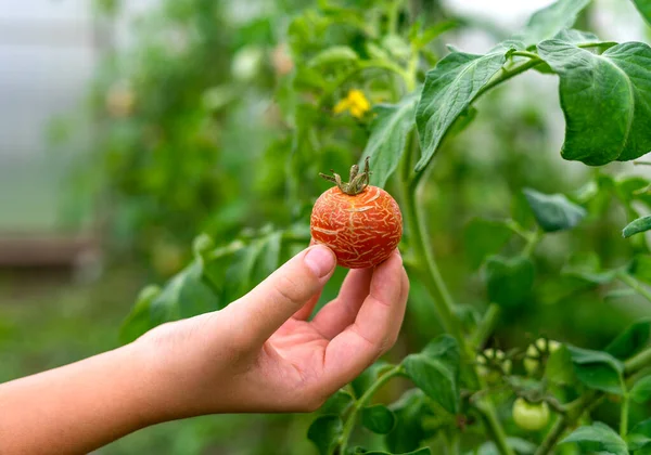Kafkas bir çocuk yeşil bulanık arka planda çatlak domatesleri tutuyor. Sera, tarım konsepti. Sığ alan derinliği. Telifsiz Stok Imajlar