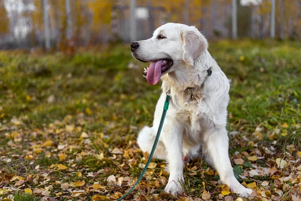 수컷 골든 리트리버 강아지가 풀밭에 앉아 있다. 가을, 낙엽. 복사 공간. — 스톡 사진