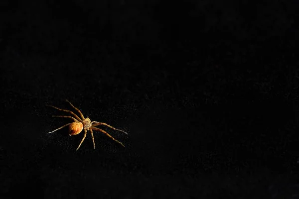Siyah Arka Plan Üzerine Izole Yırtıcı Örümcek — Stok fotoğraf