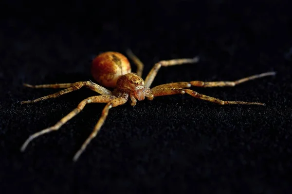 Siyah Arka Plan Üzerine Izole Yırtıcı Örümcek — Stok fotoğraf
