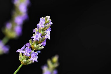 Lavanta. Güzel açan menekşe bitkisi - Lavandula angustifolia (Lavandula angustifolia)
