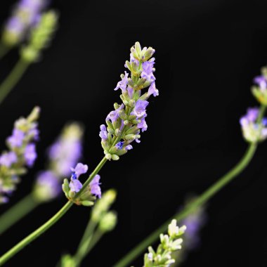 Lavender. Beautifully blooming violet plant - Lavandula angustifolia (Lavandula angustifolia) clipart