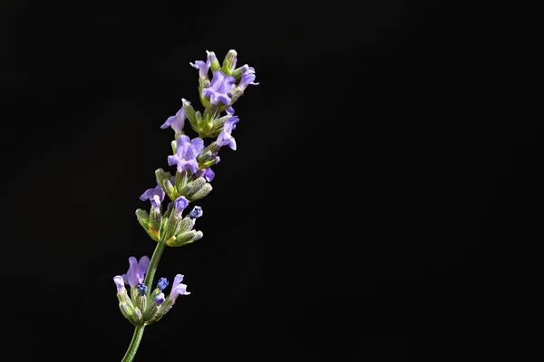 Лаванда Красиво Цветущие Фиолетовые Растения Lavandula Angustifolia Lavandula Angustifolia — стоковое фото
