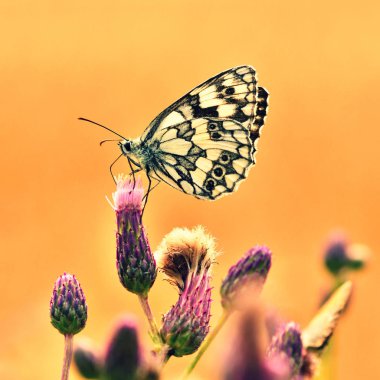 Güzel renkli kelebek çiçek doğada üzerinde oturuyor. Yaz günü tarih Pzr dışında çayır ile. Doğal renkli arka plan. Böcekler (Melanargia galathea)
