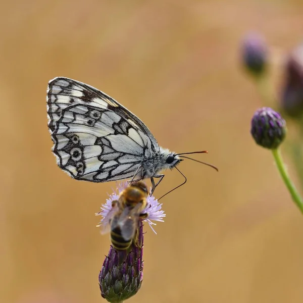 Krásný Barevný Motýl Sedí Květiny Přírodě Letní Den Slunce Venku — Stock fotografie