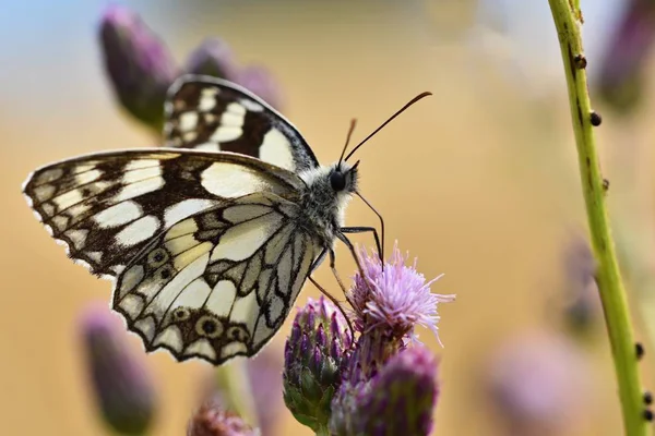 Beautiful Colorful Butterfly Sitting Flower Nature Summer Day Sun Meadow — Stock Photo, Image