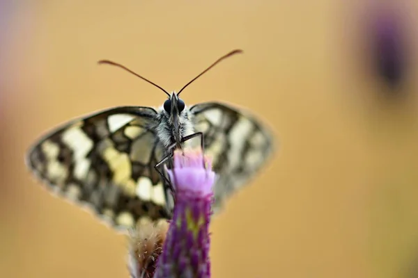 Beautiful Colorful Butterfly Sitting Flower Nature Summer Day Sun Meadow — Stock Photo, Image