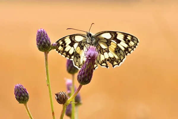 Цветная Бабочка Сидящая Цветке Природе Летний День Солнцем Лугу Красочный — стоковое фото