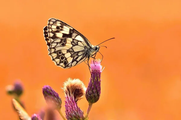 Beautiful Colorful Butterfly Sitting Flower Nature Summer Day Sun Meadow — Stock Photo, Image