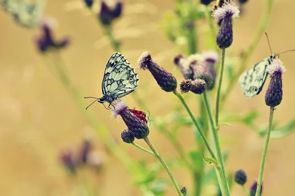 Цветная Бабочка Сидящая Цветке Природе Летний День Солнцем Лугу Красочный — стоковое фото
